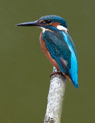 New Forest wildlife - a kingfisher