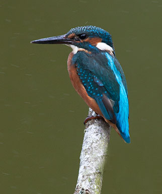 Kingfisher - a jewel in the New Forest crown