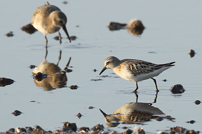 A little stint, a tiny passage wader, with beyond, a slightly larger dunlin