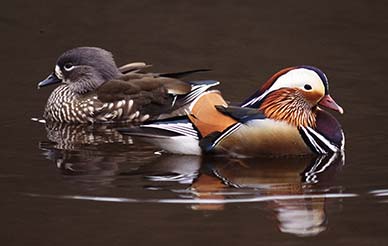 A pair of mandarin ducks