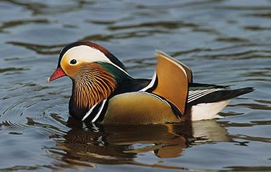 Mandarin duck - a gloriously plumaged male