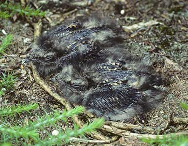 Nightjar chicks