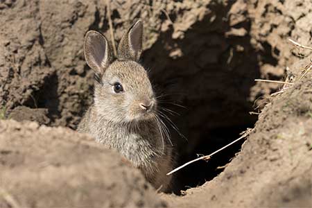 Rabbits are one of the Goshawk's many prey species