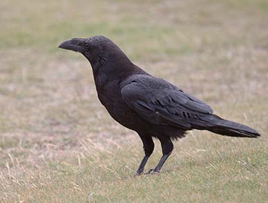 A raven - a huge member of the crow family