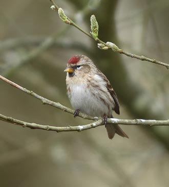 Access to a good field guide is often essential if small brown birds - such as this lesser redpoll - are to be confidently identified