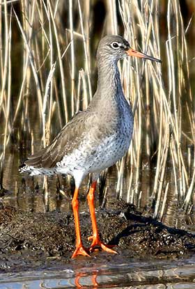 A redshank, ever alert and wary