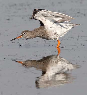 A redshank enjoys a stretch of the wings