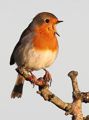 Common resident birds, such as ever-popular robins, occur here along with many other species