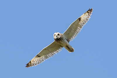 Short-eared owls, too, are sometimes present