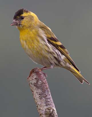 An ability to identify birds - such as this siskin - and other wildlife greatly adds to the pleasure of a walk in the countryside