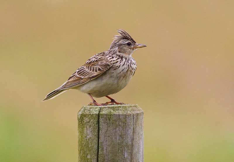 The Skylark - a little brown bird with an impressive song