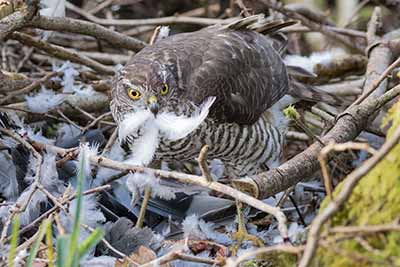 Sparrowhawks are present throughout the year
