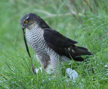 A sparrowhawk enjoys a meal -<br />
 an unfortunate wood pigeon caught unawares