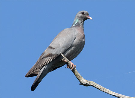 A Stock Dove perched high in a tree in Denny Wood