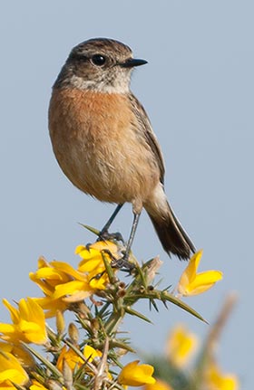 Female stonechats, too, are fond of perching on the highest sprigs of gorse