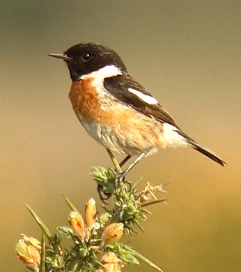 Use of binoculars is essential if good views of birds - such as this stonechat - are required
