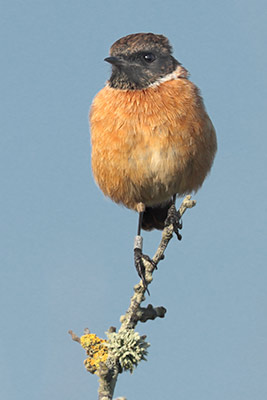 Some stonechats from late-summer onwards relocate from the breeding grounds and settle on the coast