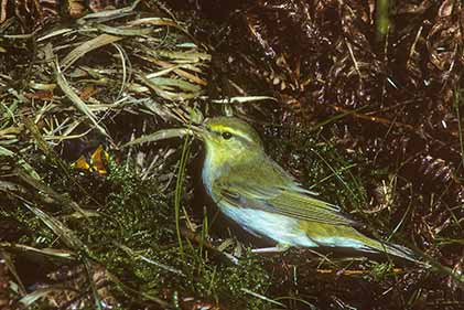 A wood warbler at the nest