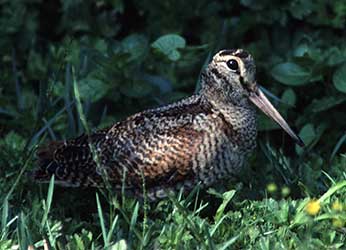 The woodcock's eyes are positioned high up on the side of the head which provides good all-round vision