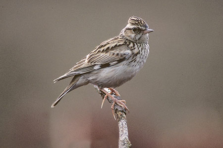 Woodlarks are closely related to Skylarks and are of similar appearance