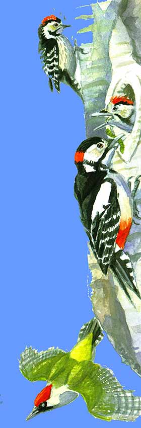 Lesser spotted, great spotted and green woodpeckers - illustration coutesy of Dan Powell