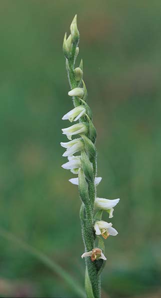 Autumn Lady’s Tresses