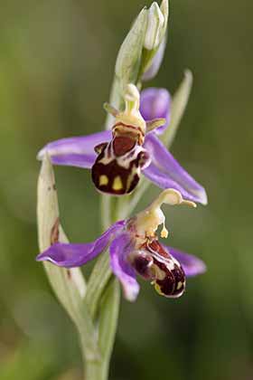 Bee Orchid