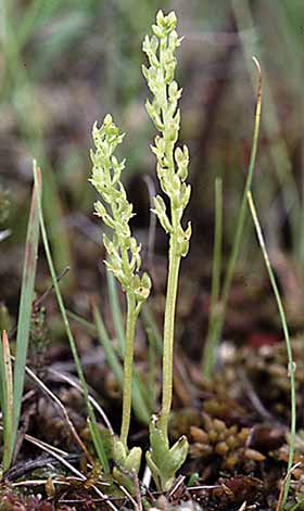 Bog Orchid