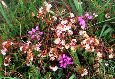 Common dodder and bell heather