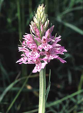 Common spotted-orchid