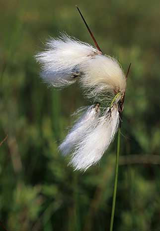 Cottongrass flower-heads