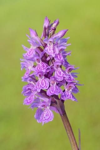 Early marsh-orchid