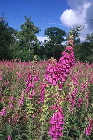 Foxgloves in a newly coppiced section of Pondhead Inclosure