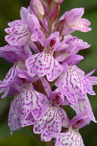Heath spotted-orchid
