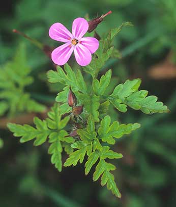 Herb Robert: colourful flowers, delicate foliage