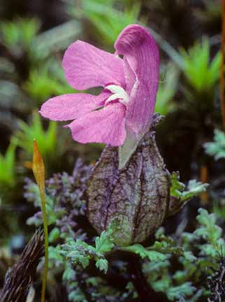 Lousewort