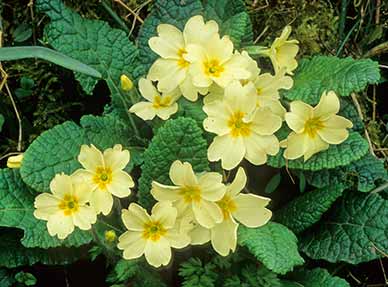 A primrose plant magnificently in bloom