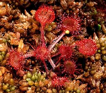 Round-leaved sundew