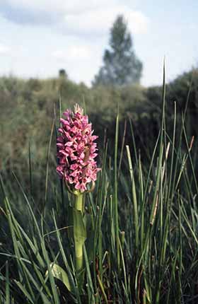 Southern marsh-orchid