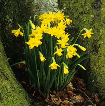 Wild Daffodils growing in a New Forest woodland