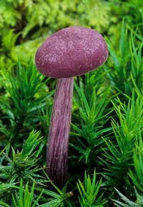 An Amethyst Deceiver, resplendent within a bed of moss