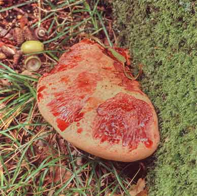 Beefsteak Fungus