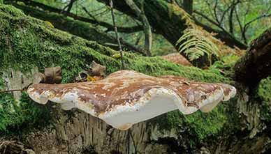 Birch Bracket Fungus in Eyeworth Wood