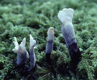Candle-snuff Fungus