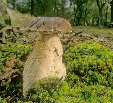 A Cep or Penny Bun growing in Brinken Wood