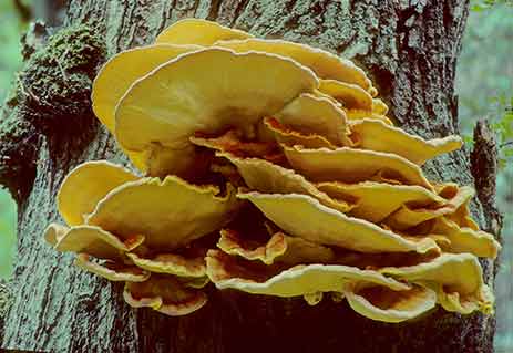 Chicken of the Woods