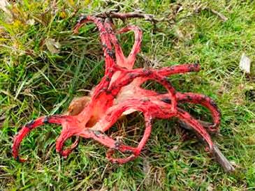 Devil's Fingers by the roadside near Matley Ridge