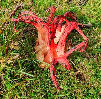 Devil's Fingers by the roadside near Matley Ridge