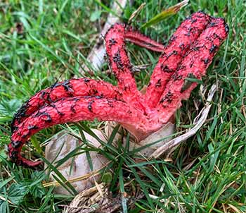 Devil's Fingers 'tentacles' sprouting from an 'egg' - the 'tentacles' have still to emerge from the adjacent 'egg'