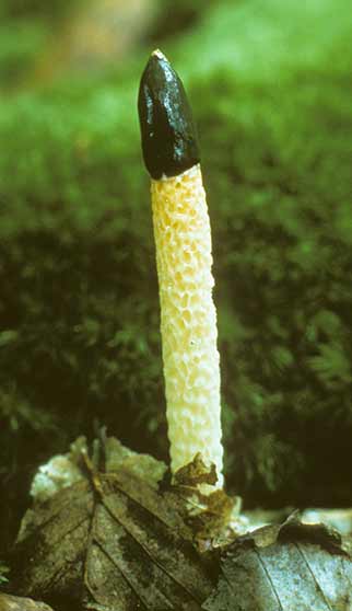Dog Stinkhorn in ancient woodland at Park Hill